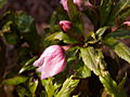 Helleborus thibetanum IMG_5024 (VALENTA) Ciemiernik